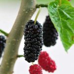 Mulberry Extract For Dark Spots